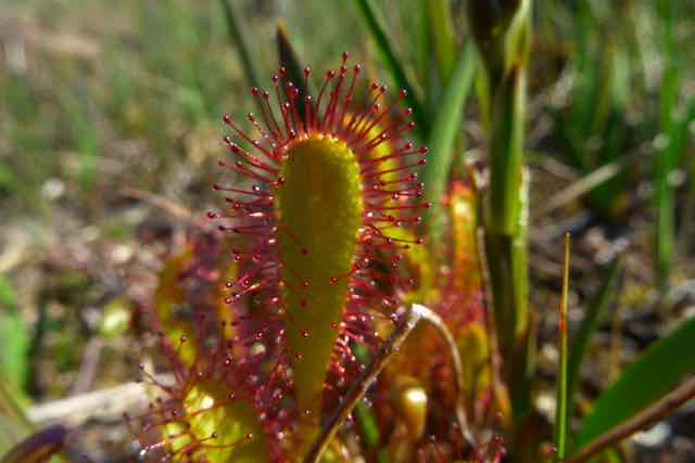 Sundew on the parph