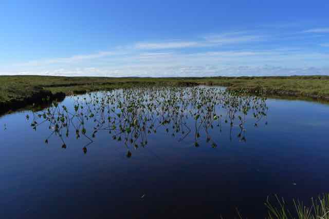 Bog landscape on the Parph