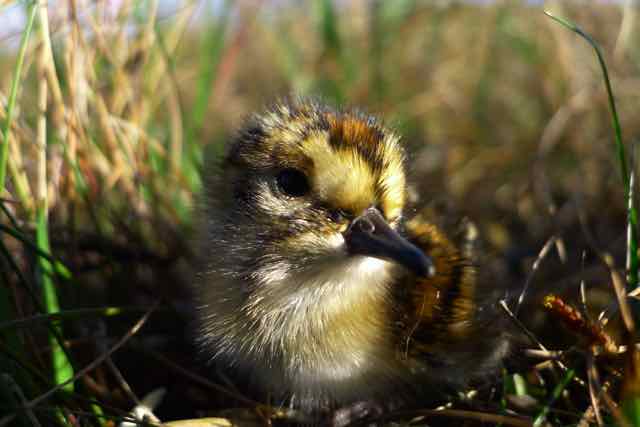 Ground nesting birds nearby