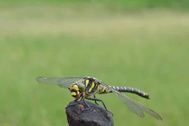 Local wildlife