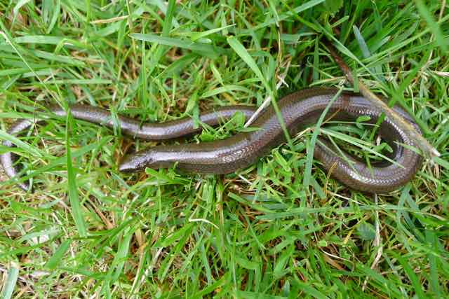 Local wildlife